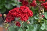 Garnet Rosebud