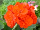 Orangesonne