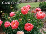 Coral Sunset