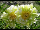 Green Halo