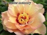 Itoh Callies Memory